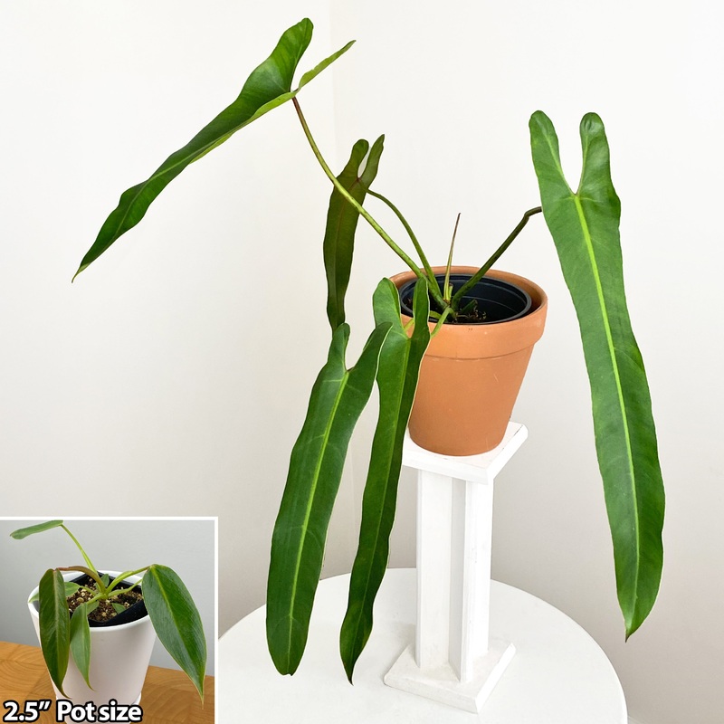 Philodendron Spiritus Sancti (Philodendron spiritus sancti)