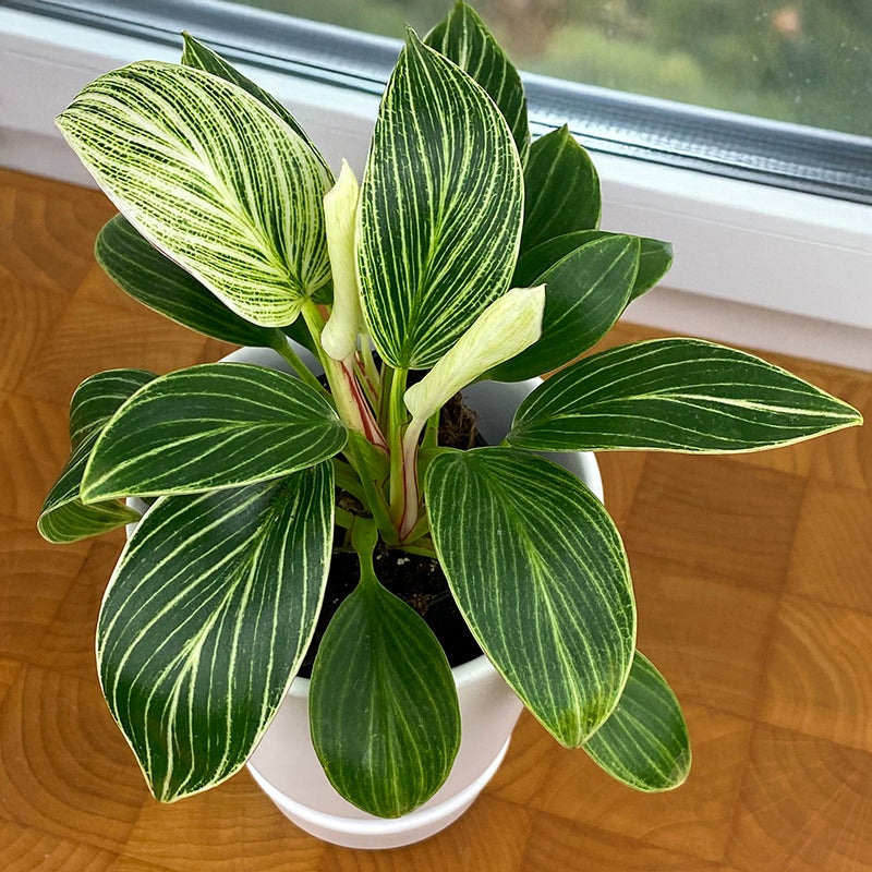 Philodendron White Measure (Philodendron hybrid)