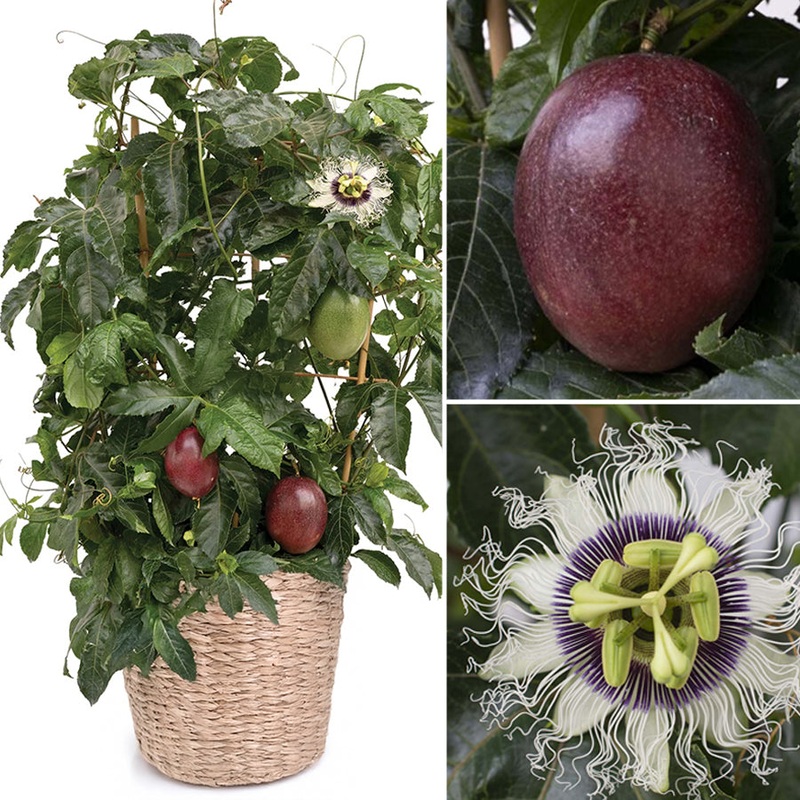 Poppin Passion Passion Fruit (Passiflora Wellington 101 PP)