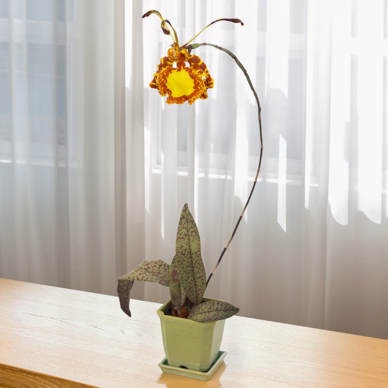 Psychopsis Orchid Mendenhall Hildos FCC/AOS (Psychopsis Butterfly x Pyp. Papilio)