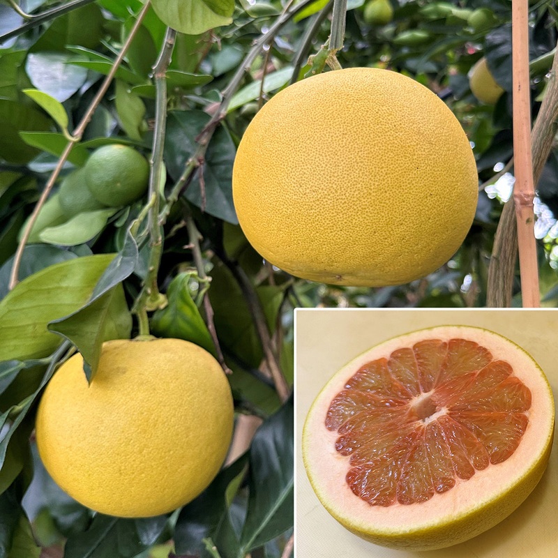 Pummelo Tree Chandler (Citrus maxima)