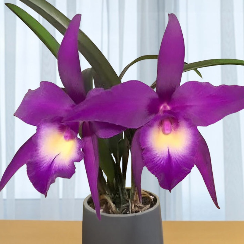 Rby. Orchid TLDC Divine Phoenix Pterodactyl SM/WOC (Rhynchobrassoleya hybrid)