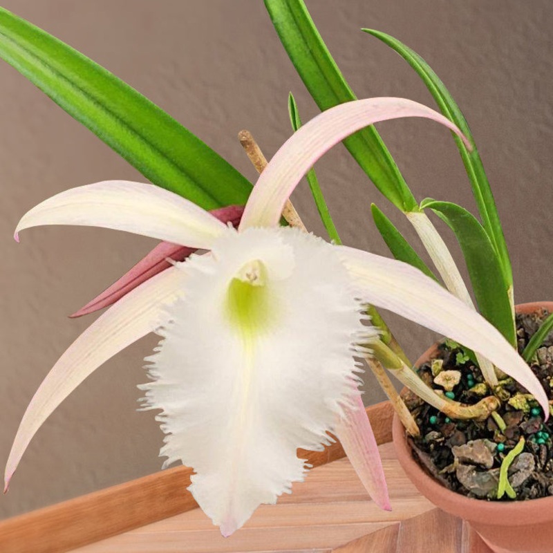 Rcv. Orchid Springwater Almond Joy (Rhynchovola hybrid)