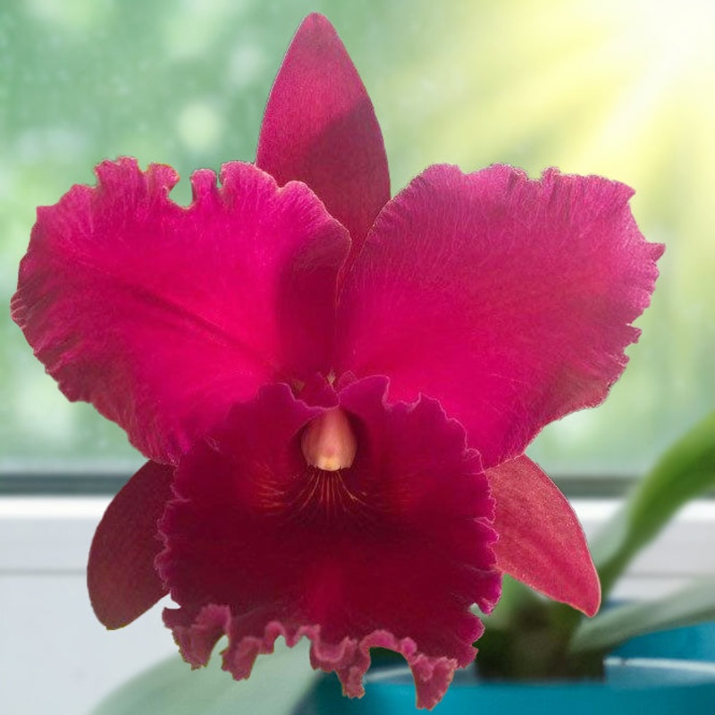 Rlc. Orchid Valentine Beauty Love Ya Baby HCC/AOS (Rhyncholaeliocattleya hybrid)