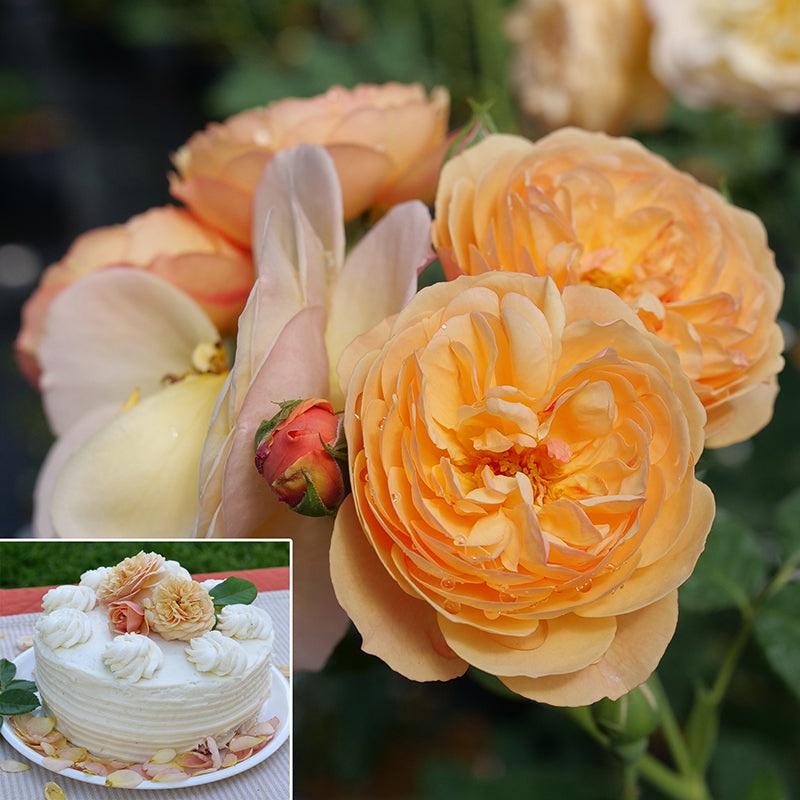 Rose Flavorette Honey-Apricot (Rosa hybrid)