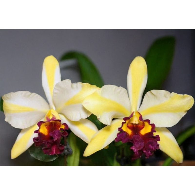 Rth. Orchid Fu Shu Glory Happy Holiday (Rhyncattleanthe hybrid)