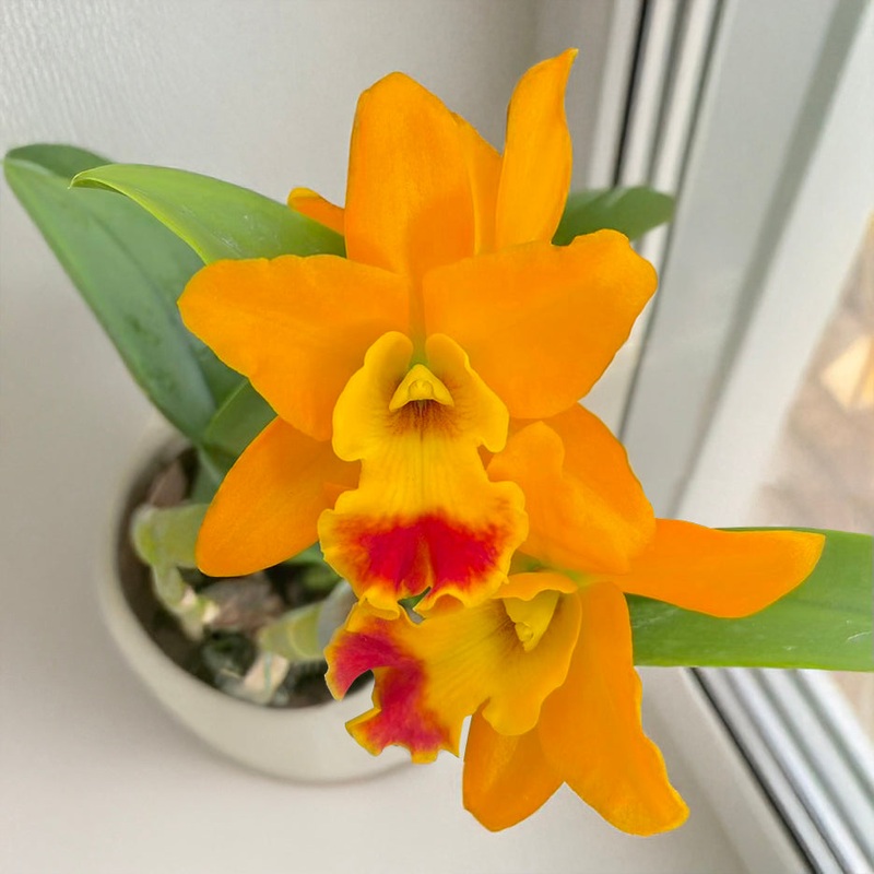 Rth. Orchid Netrasiri Starbright x Kauai Starbright STK (Rhyncattleanthe hybrid)