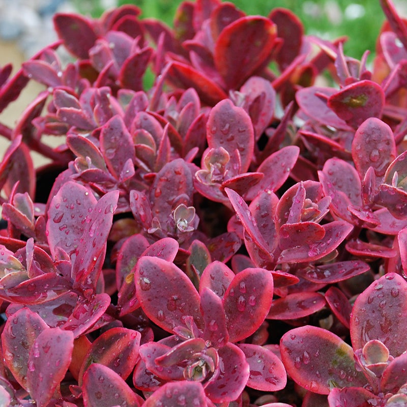 Sedum Sunsparkler Wildfire PP (Sedum hybrid)