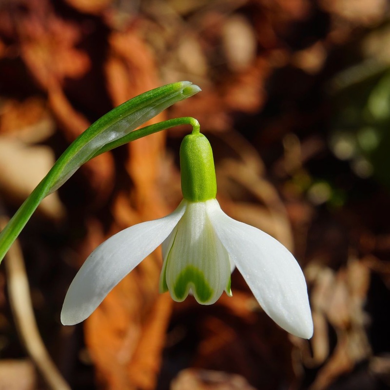 Snowdrop Woronowii Bulbs | Galanthus woronowii
