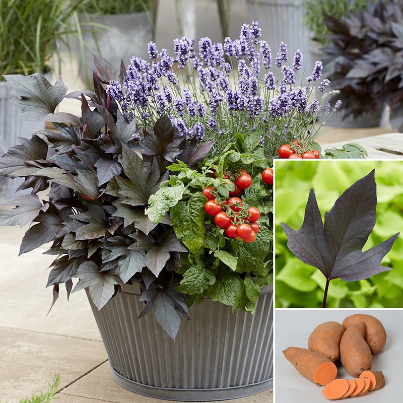 Sweet Potato Vine Treasure Island Manihi PP (Ipomoea batatas hybrid)