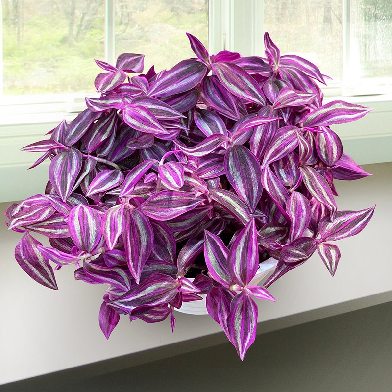 Tradescantia Pink Paradise (Tradescantia zebrina hybrid)