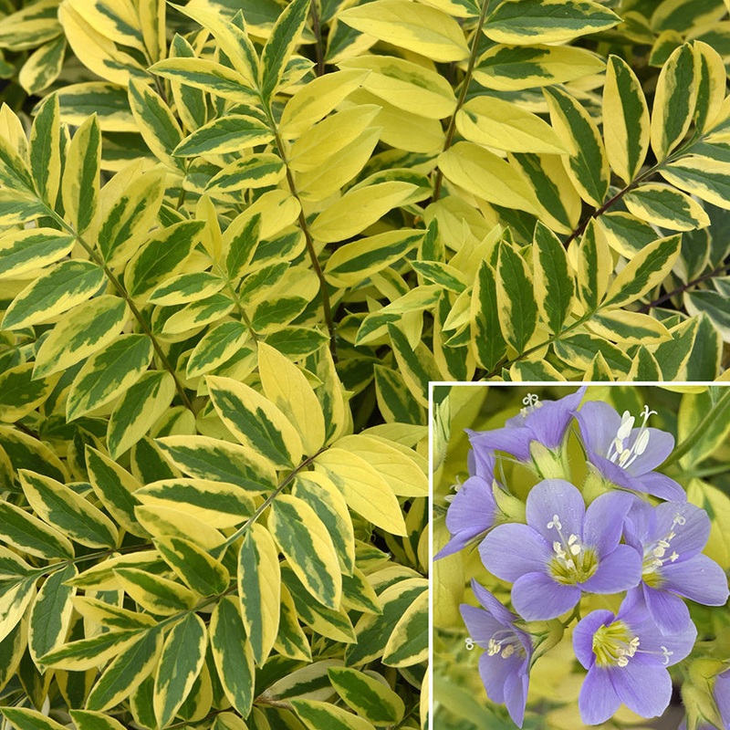 Variegated Jacobs Ladder (Polemonium Golden Feathers PP)