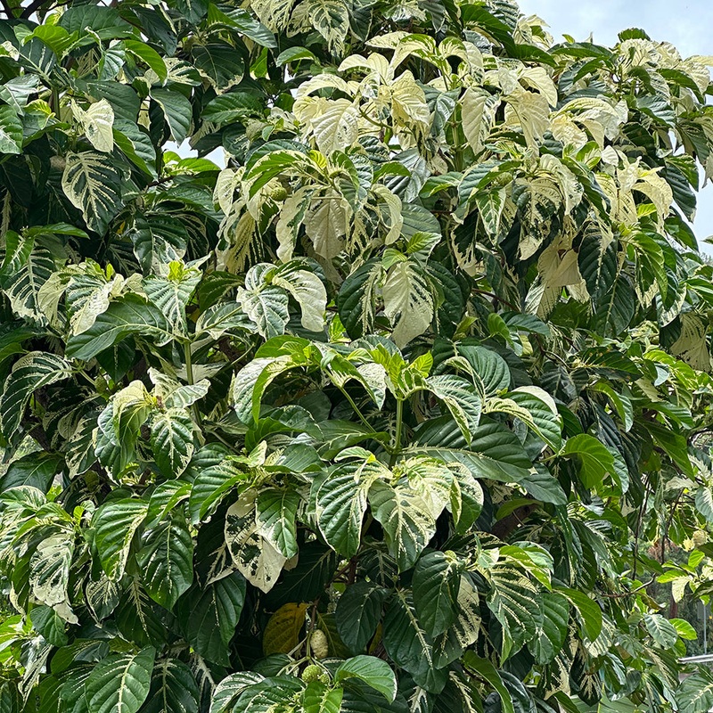 Variegated Noni Fruit Tree (Morinda citrifolia)