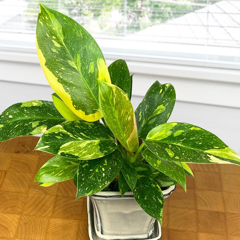 Variegated Philodendron Green Congo Nuclear (Philodendron tatei Krause spp.)