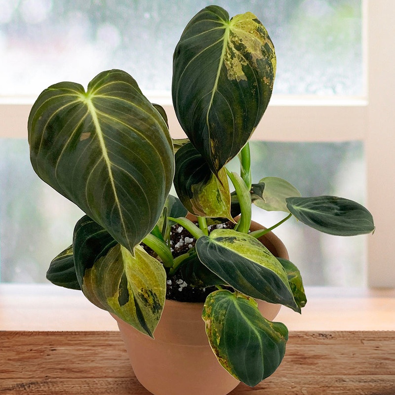 Variegated Philodendron Melanochrysum (Philodendron melanochrysum variegata)