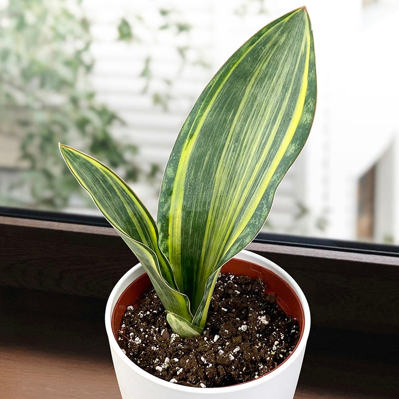 Variegated Whales Fin Sansevieria (Sansevieria masoniana variegata)