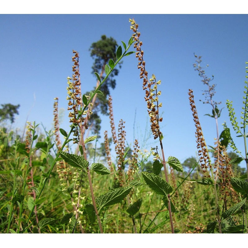 Wood Sage Plug Plants | Teucrium scorodonia