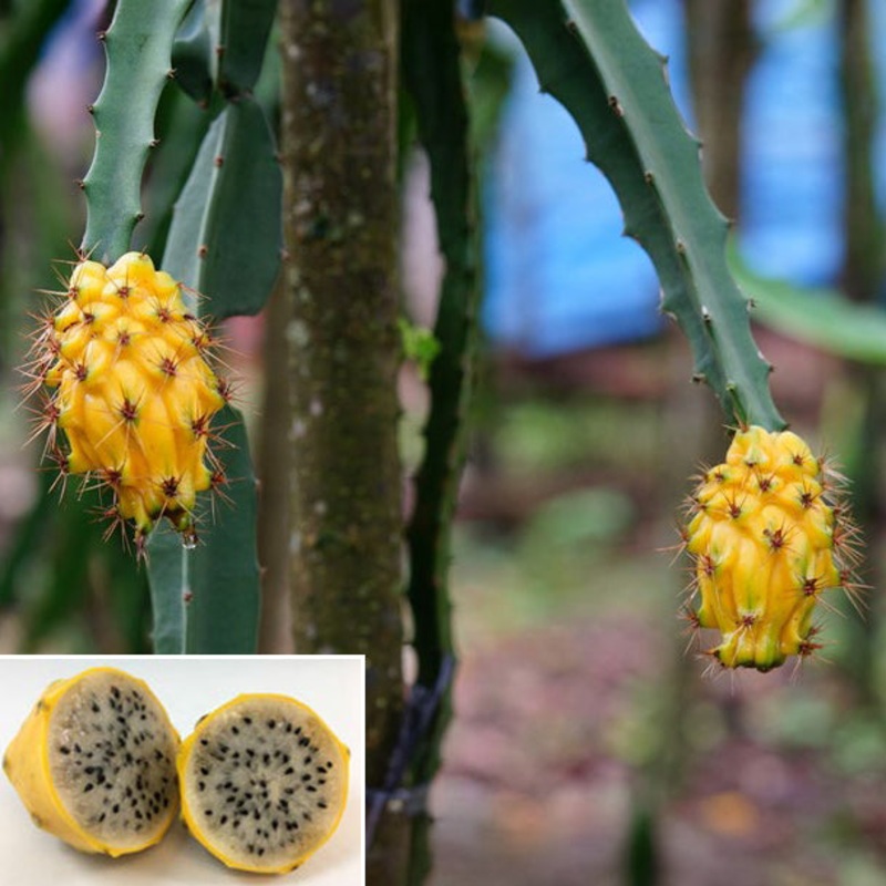 Yellow Dragon Fruit Plant (Selenicereus megalanthus)