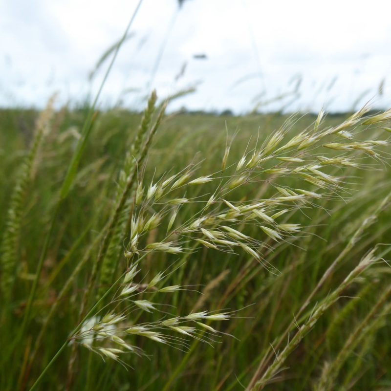 Yellow Oat Grass Seed|100g|1kg