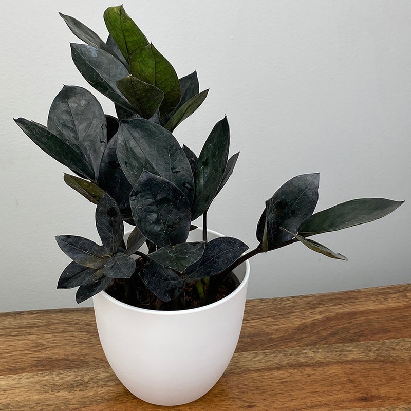 ZZ Plant Black Queen (Zamioculcas zamiifolia hybrid)
