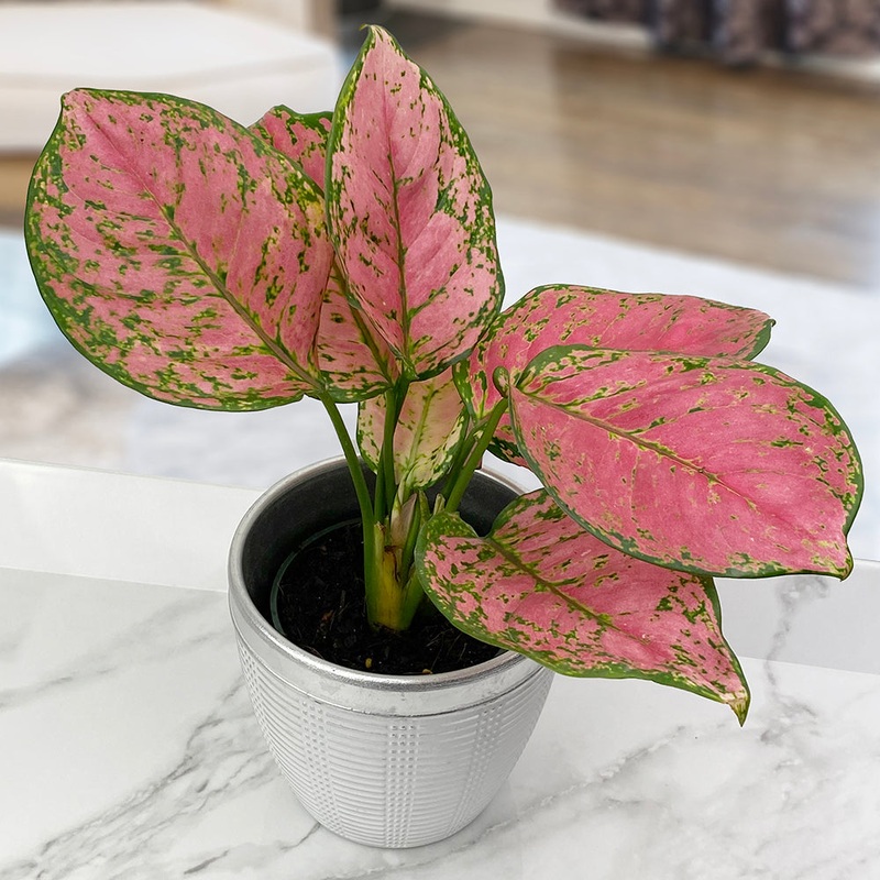 Aglaonema Ruby Ray (Aglaonema hybrid)