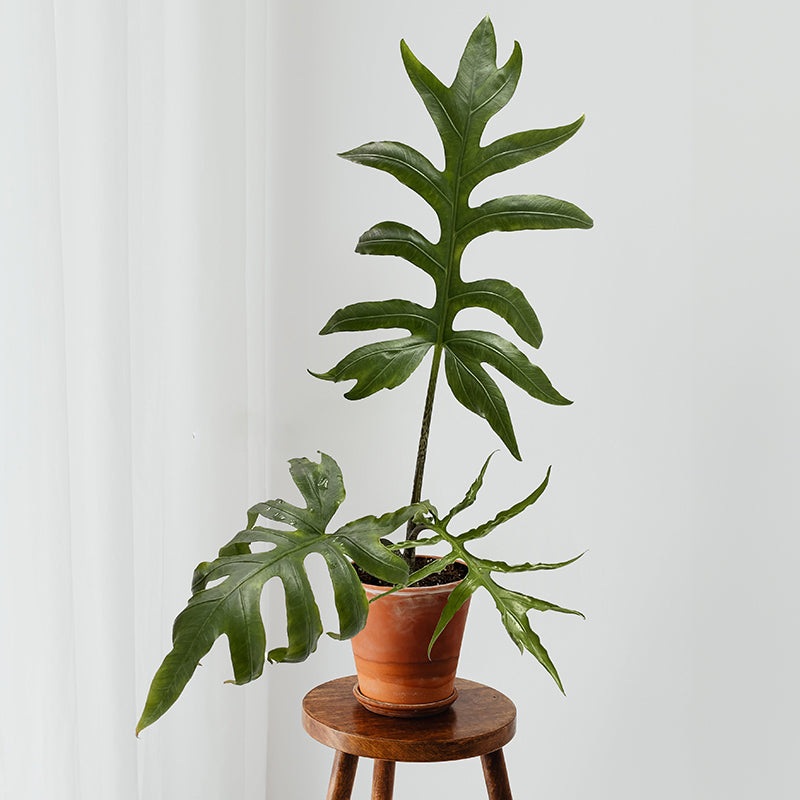 Alocasia brancifolia (Alocasia brancifolia)
