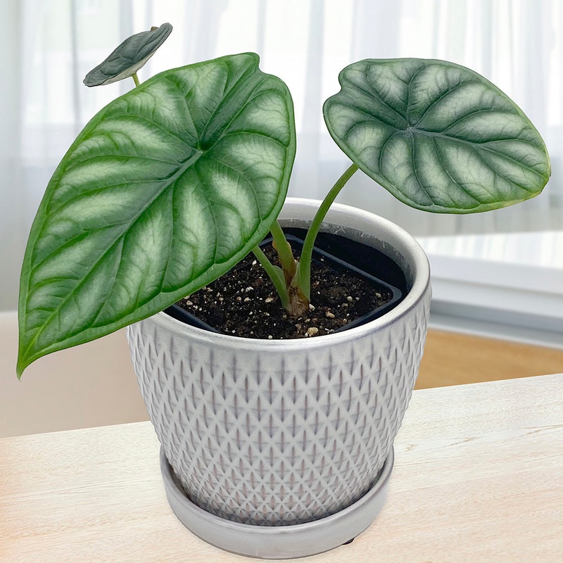 Alocasia Dragon Scale  (Alocasia baginda)