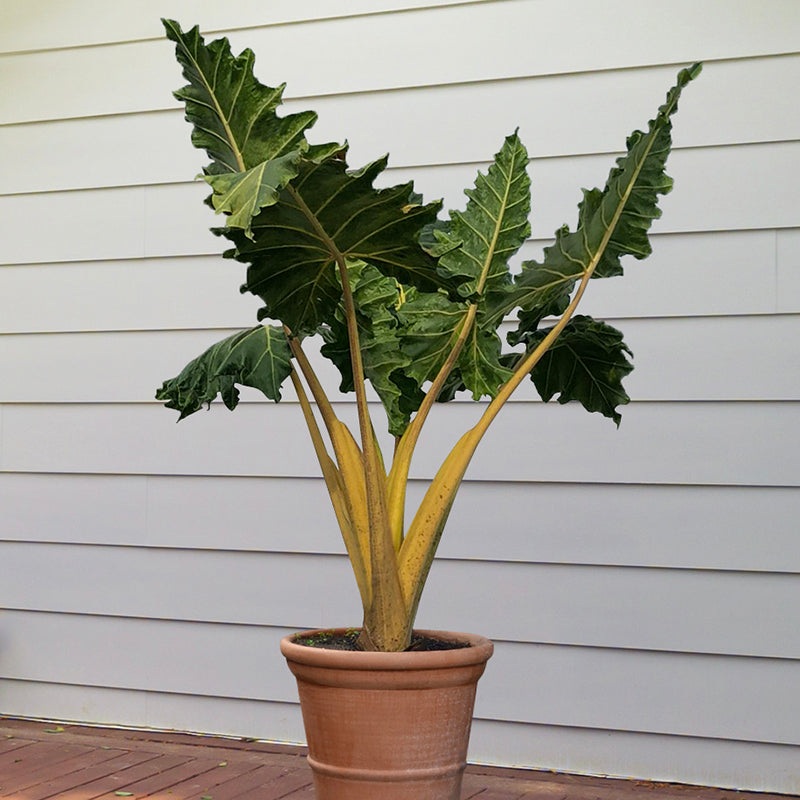 Alocasia Golden Dragon (Alocasia hybrid)