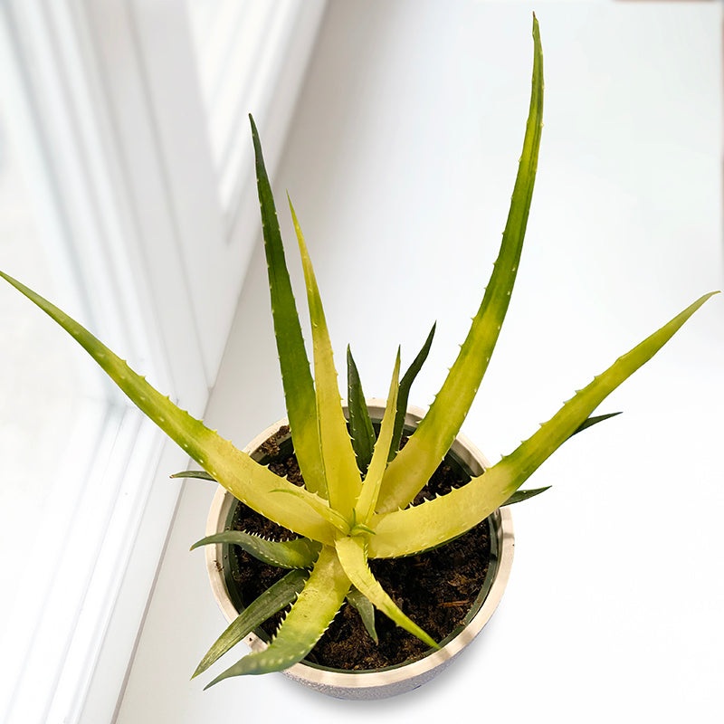 Aloe Solar Flare PP (Aloe humilis hybrid)