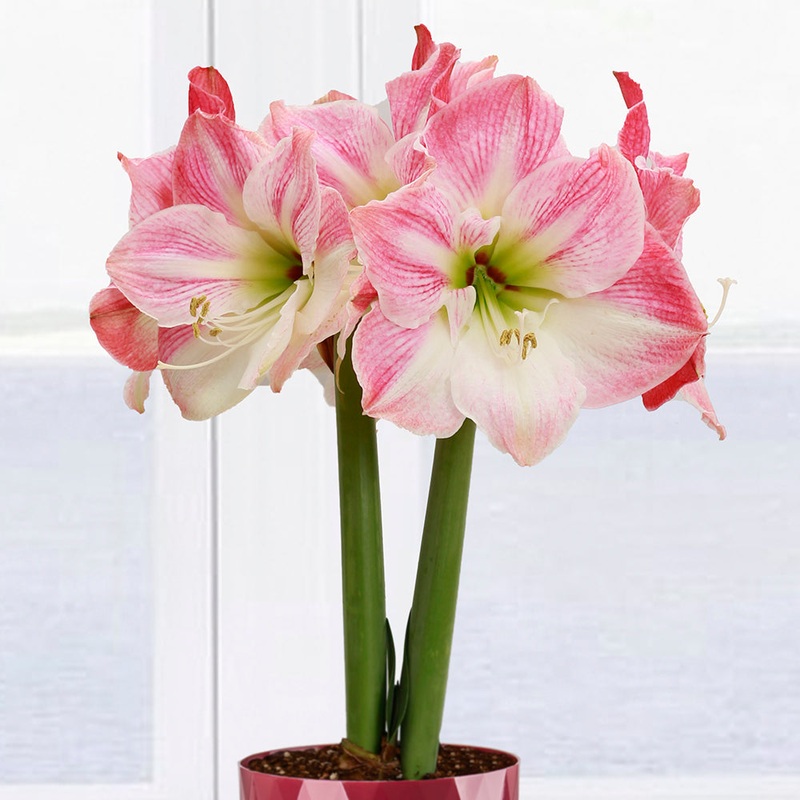 Amaryllis Cherry Blossom (Hippeastrum hybrid)