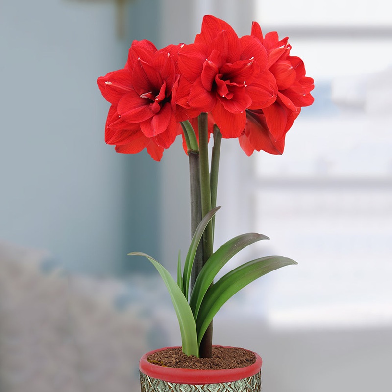 Amaryllis Double King (Hippeastrum hybrid)