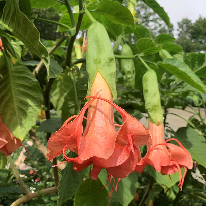 Angels Trumpet Mitzys Kiss (Brugmansia hybrid)