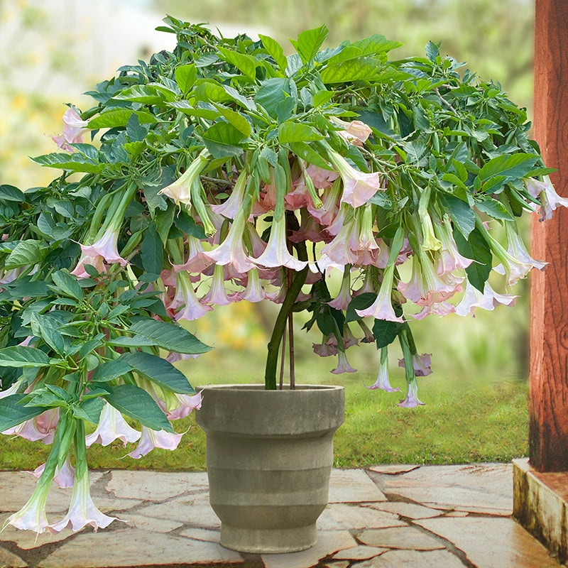 Angels Trumpet Pink Pastel (Brugmansia hybrid)
