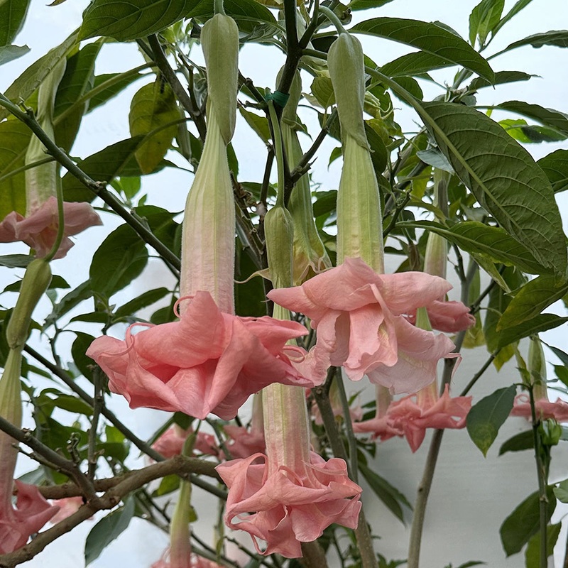 Angels Trumpet Pinkies Wish (Brugmansia hybrid)
