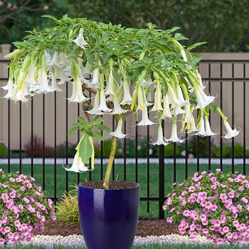 Angels Trumpet Snowfall (Brugmansia hybrid)
