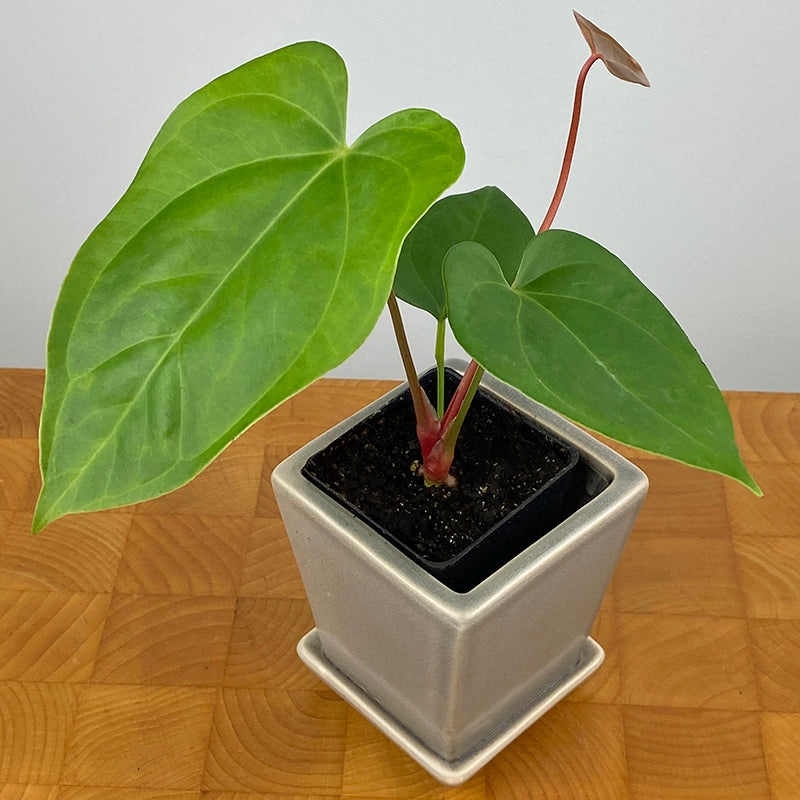 Anthurium magnificum x A. Nigrolaminum Gigi (Anthurium hybrid)