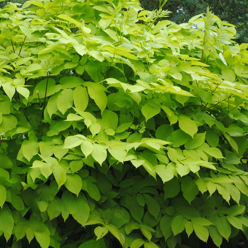 Aralia Sun King (Aralia cordata)