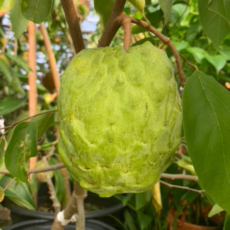 Atemoya Fruit Tree African Pride (Atemoya hybrid)