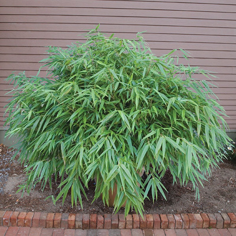 Bamboo ‘Sunset Glow’ (Fargesia rufa)