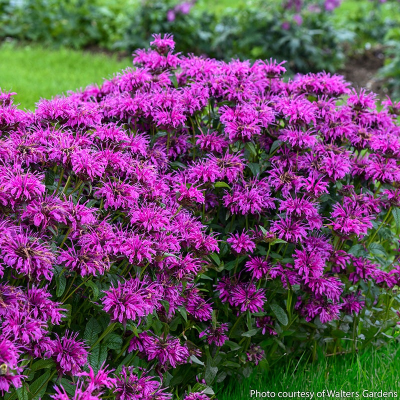 Bee Balm Electric Neon Purple PP (Monarda hybrid)