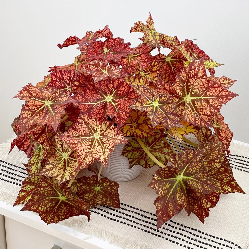 Begonia Autumns Delight (Begonia rhizomatous hybrid)