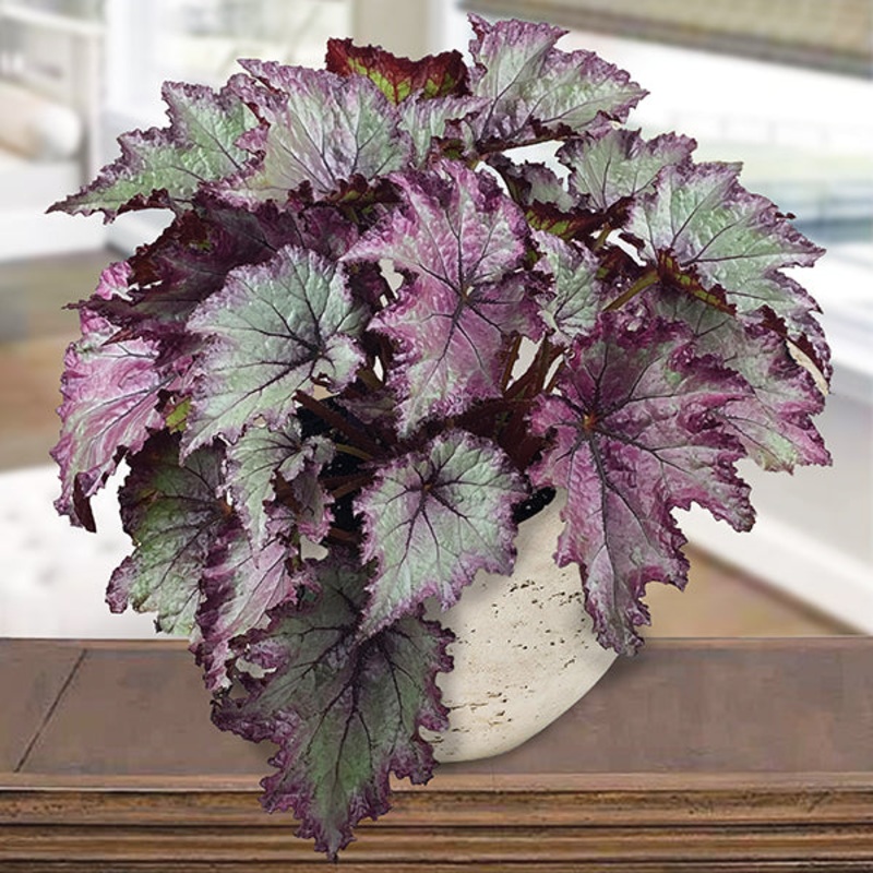 Begonia Avatar (Begonia rex hybrid)