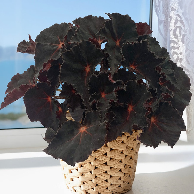 Begonia Cherry Sparkle (Begonia rhizomatous hybrid)