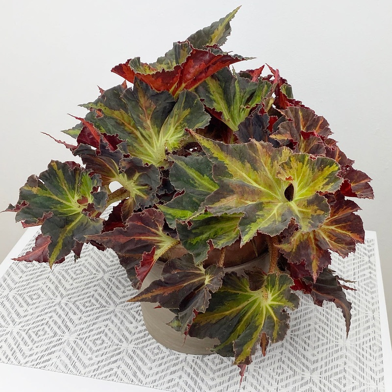 Begonia Chocolate Mint (Begonia rhizomatous hybrid)
