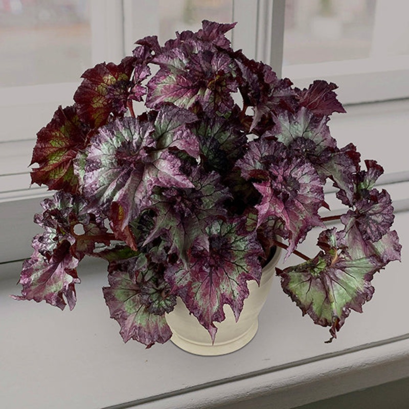 Begonia Dusty Rose (Begonia rex hybrid)
