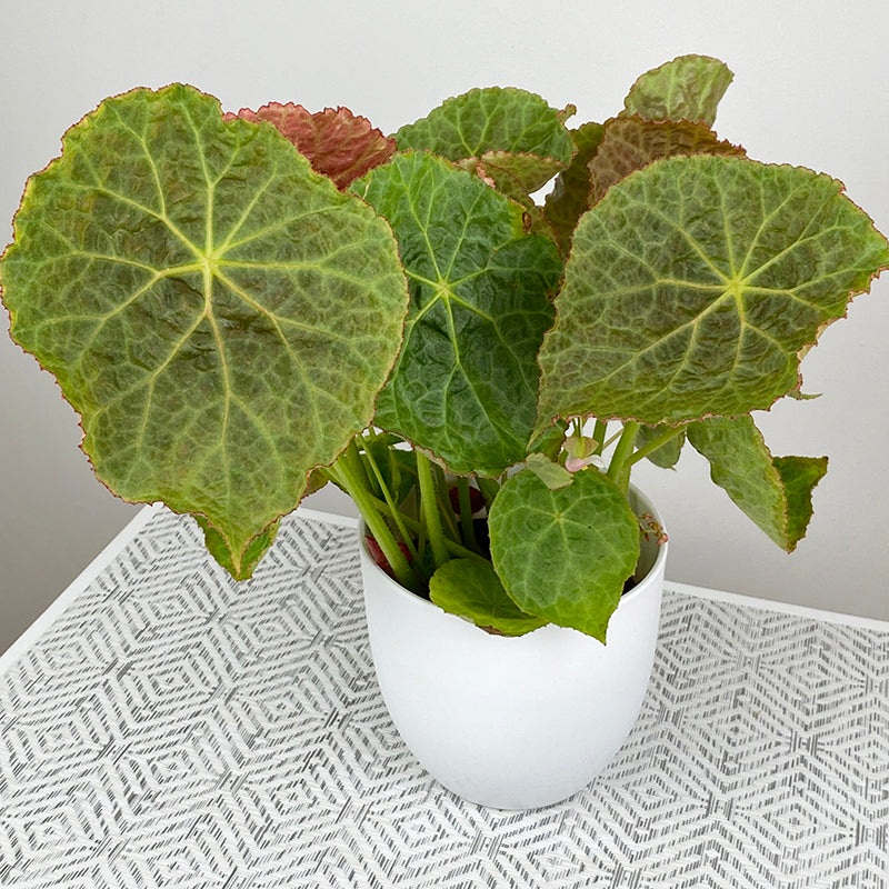 Begonia goegoensis (Begonia rhizomatous hybrid)