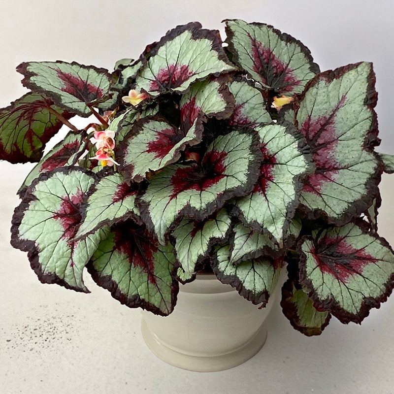 Begonia Harmonys Bullseye (Begonia rex hybrid)
