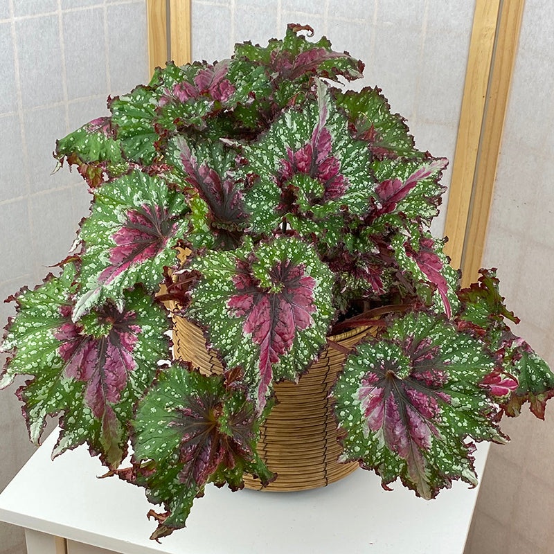 Begonia Joys Jubilee (Begonia rex hybrid)