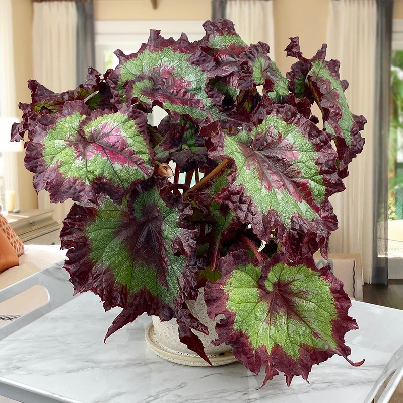 Begonia Ribbon Candy (Begonia rex hybrid)