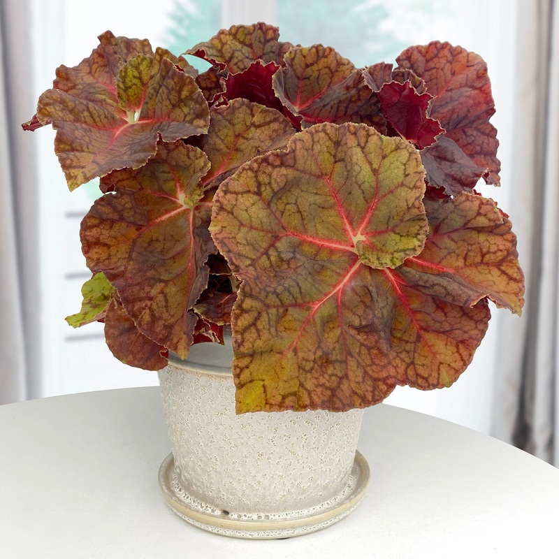 Begonia Sienna Swirl (Begonia rhizomatous hybrid)
